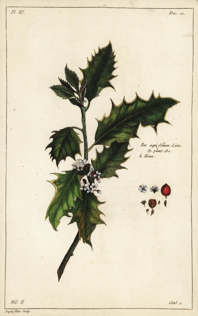 Agrifoglio europeo, Ilex aquifolium, Linn da the Younger Dupin