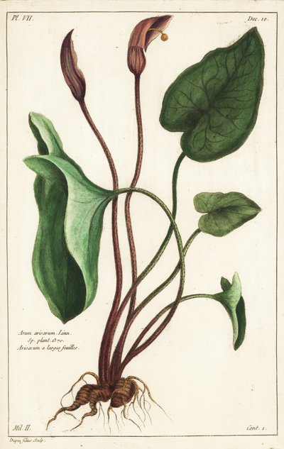 Cappuccio del frate o larus, Arisarum vulgare da the Younger Dupin