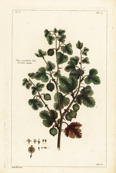 Uva spina, Ribes grossularia da the Younger Dupin