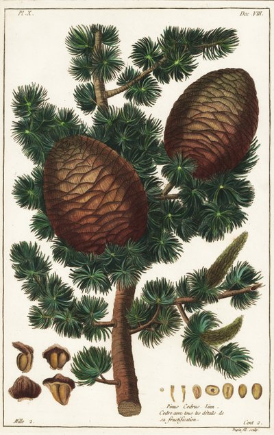 Cedro del Libano, Cedrus libani da the Younger Dupin