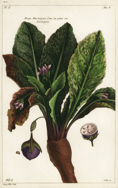 Mandragora, Mandragora officinarum da the Younger Dupin