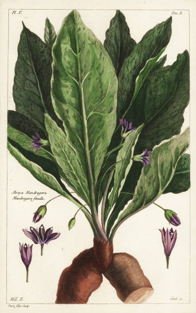 Mandragora femmina, Mandragora officinarum, Atropa mandragora, Mandragora femmina da the Younger Dupin