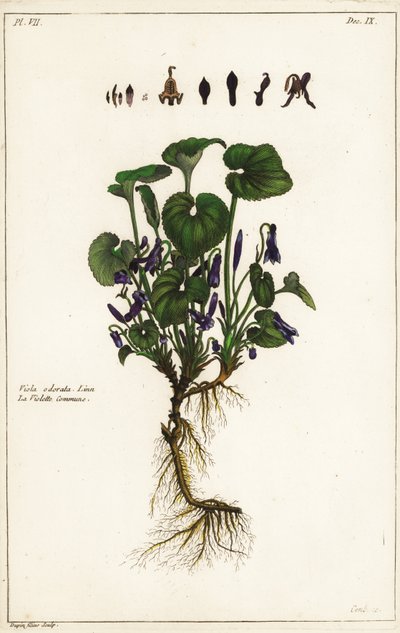 Viola odorata, Linn da the Younger Dupin