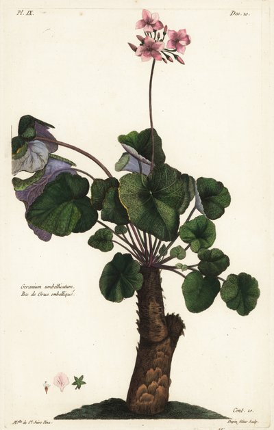 Specie irrisolta di geranio, Geranium umbellicatum da the Younger Dupin