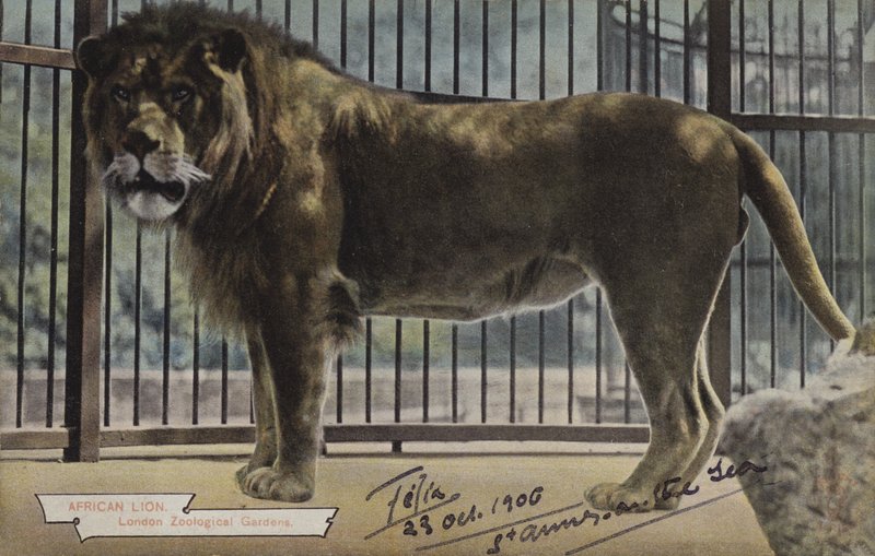 Leone Africano, Giardini Zoologici di Londra da (after) English photographer