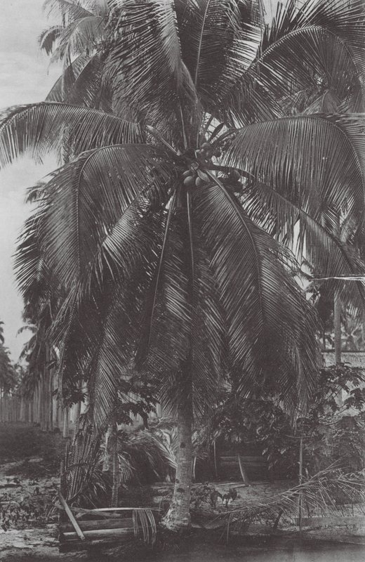 Singapore: Albero di cocco da (after) English photographer