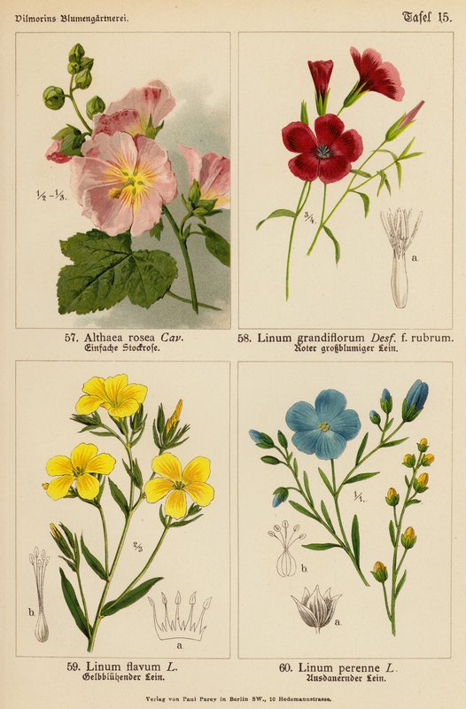 Althaea Rosea, Linum Grandiflorum, Linum Flavum, Linum Perenne da (after) German School