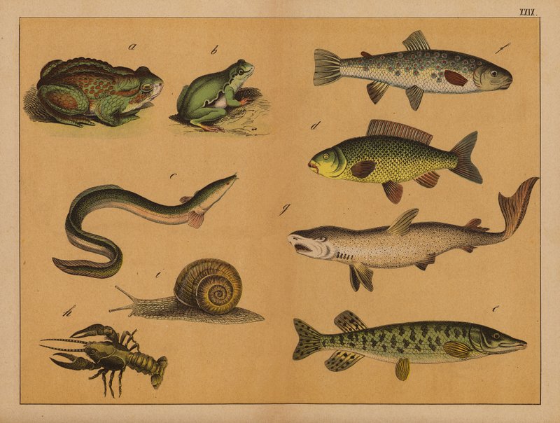 Anfibi, molluschi e pesci (litografia a colori) da (after) German School