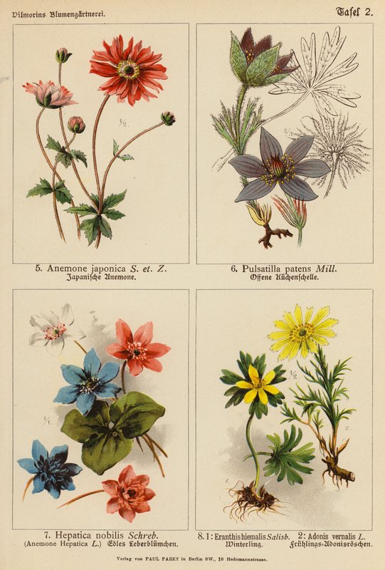 Anemone Japonica, Pulsatilla Patens, Hepatica Nobilis, Eranthis Hiemalis, Adonis Vernalis da (after) German School