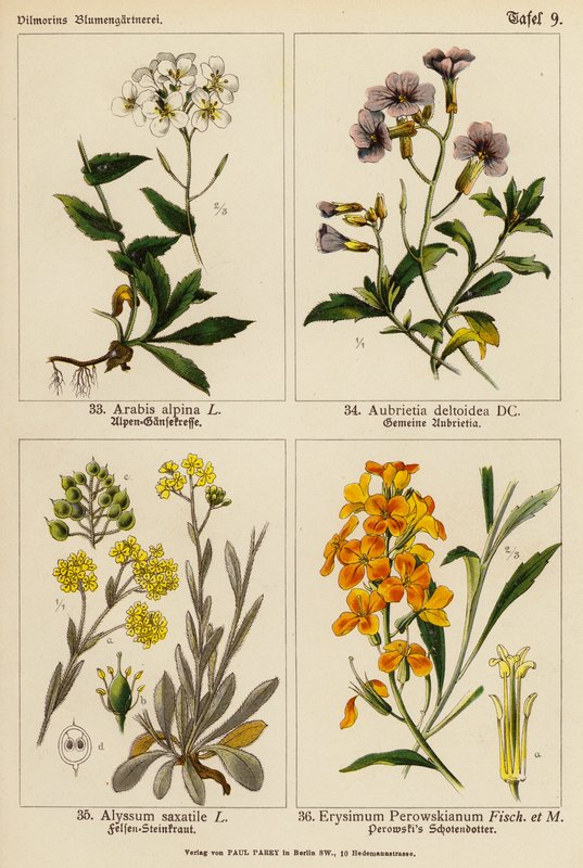 Arabis Alpina, Aubrietia Deltoidea, Alyssum Saxatile, Erysimum Perowskianum (litografia a colori) da (after) German School