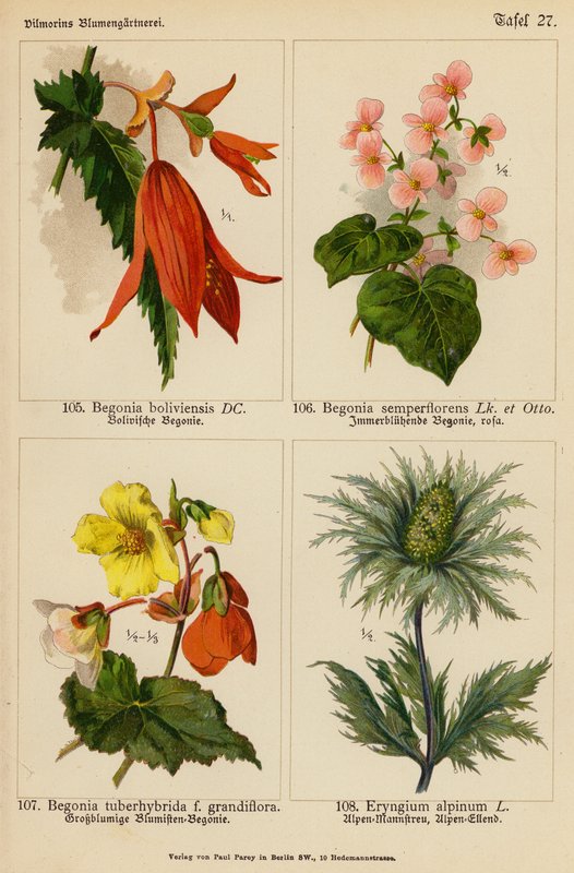 Begonia Boliviensis, Begonia Semperflorens, Begonia Tuberhybrida, Eryngium Alpinum (litografia a colori) da (after) German School
