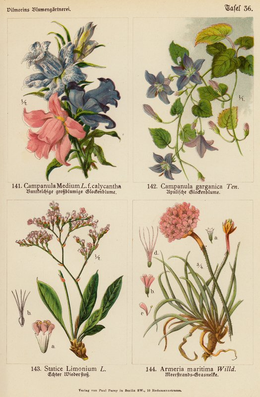 Campanula Medium, Campanula Garganica, Statice Limonium, Armeria Maritima da (after) German School