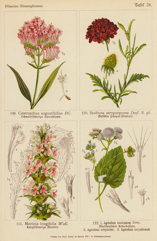 Centranthus Angustifolius, Scabiosa Atropurpurea, Morinia Longifolia, Ageratum Mexicanum, Ageratum Conyzodes, Ageratum Corymbosum da (after) German School