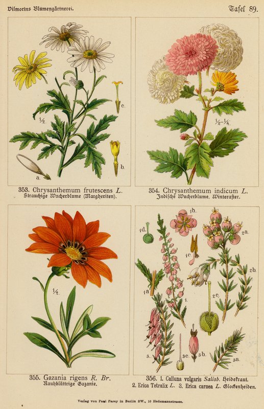 Crisantemo Frutescens, Crisantemo Indicum, Gazania Rigens, Calluna Vulgaris, Erica Tetralix, Erica Carnea da (after) German School