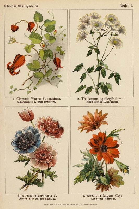 Clematis Viorna, Thalictrum Aquilegifolium, Anemone Coronaria, Anemone Fulgens da (after) German School