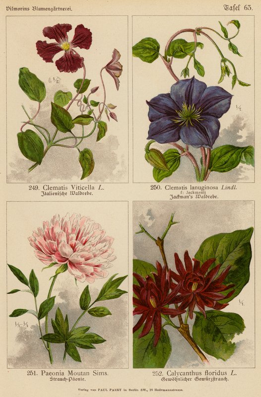 Clematis Viticella, Clematis Lanuginosa, Paeonia Moutan Sims, Calycanthus Floridus da (after) German School