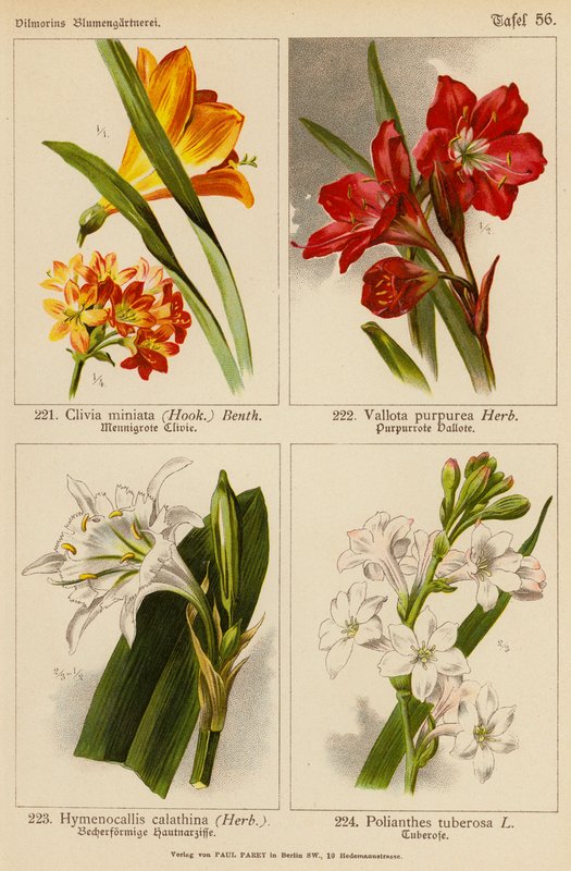 Clivia Miniata, Vallota Purpurea, Hymenocallis Calathina, Polianthes Tuberosa da (after) German School