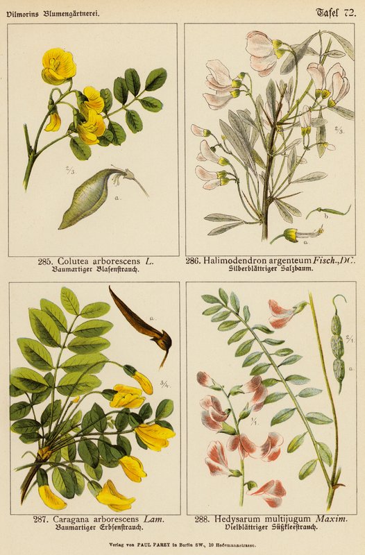 Colutea Arborescens, Halimodendron Argenteum, Caragana Arborescens, Hedysarum Multijugum da (after) German School