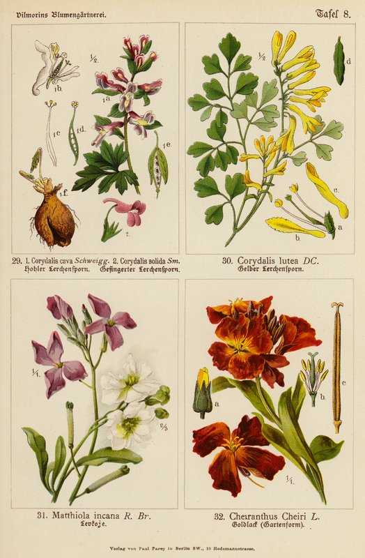 Corydalis Cava, Corydalis Solida, Corydalis Lutea, Matthiola Incana, Cheiranthus Cheiri da (after) German School