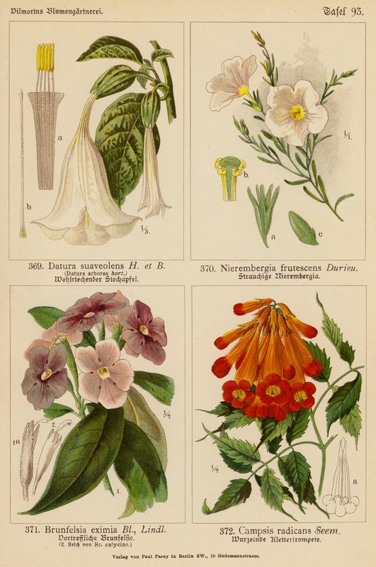 Datura Suaveolens, Nierembergia Frutescens, Brunfelsia Eximia, Campsis Radicans da (after) German School
