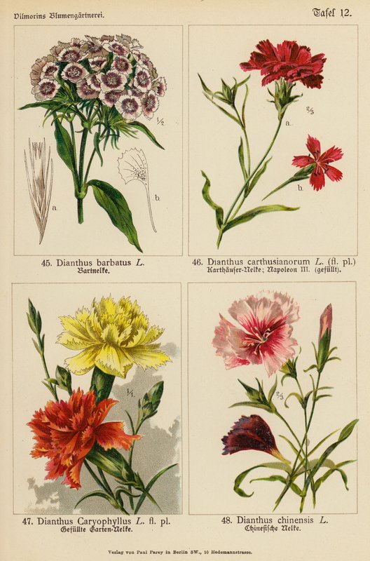 Dianthus Barbatus, Dianthus Carthusianorum, Dianthus Caryophyllus, Dianthus Chinensis da (after) German School