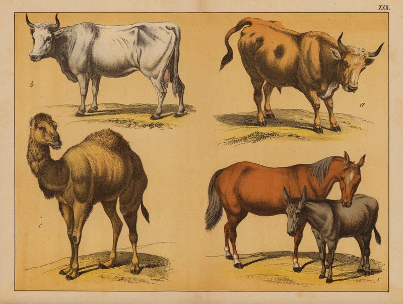 Animali Domestici da (after) German School
