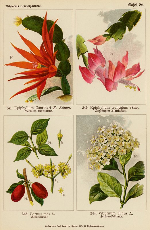 Epiphyllum Gaertneri, Epiphyllum Truncatum, Cornus Mas, Viburnum Tinus da (after) German School