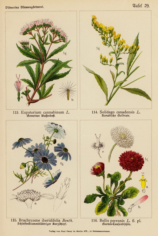 Eupatorium Cannabinum, Solidago Canadensis, Brachycome Iberidifolia, Bellis Perennis da (after) German School
