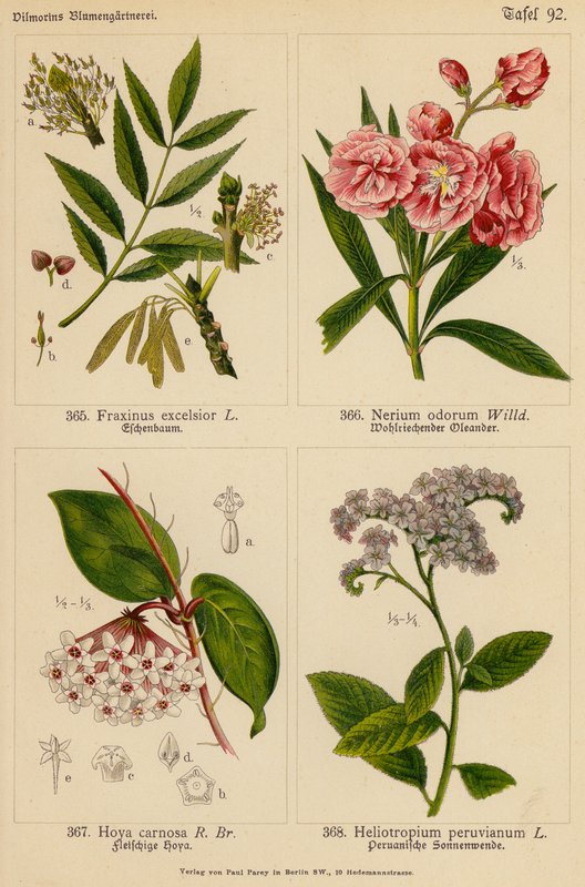 Fraxinus Excelsior, Nerium Odorum, Hoya Carnosa, Heliotropium Peruvianum da (after) German School