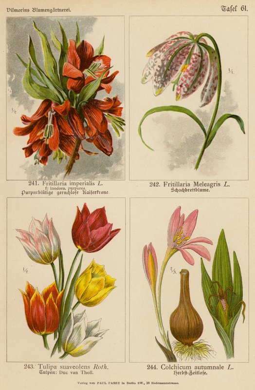 Fritillaria Imperialis, Fritillaria Meleagris, Tulipa Suaveolens, Colchicum Autumnale da (after) German School