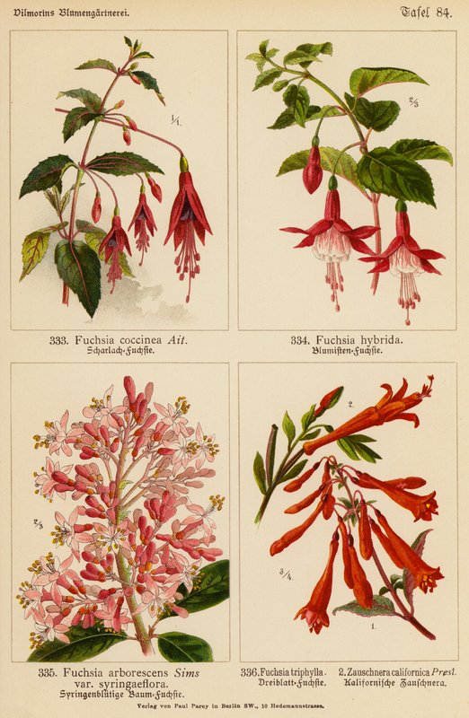 Fuchsia Coccinea, Fuchsia Hybrida, Fuchsia Arborescens, Fuchsia Triphylla, Zauschnera Californica da (after) German School