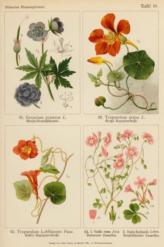 Geranio Pratense, Tropaeolum Majus, Tropaeolum Lobbianum, Oxalis Rosea, Oxalis Floribunda da (after) German School