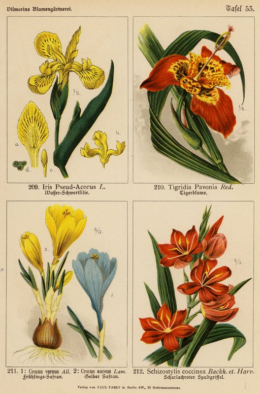 Iris Pseud-Acorus, Tigridia Pavonia, Crocus Vernus, Crocus Aureus, Schizostylis Coccinea da (after) German School