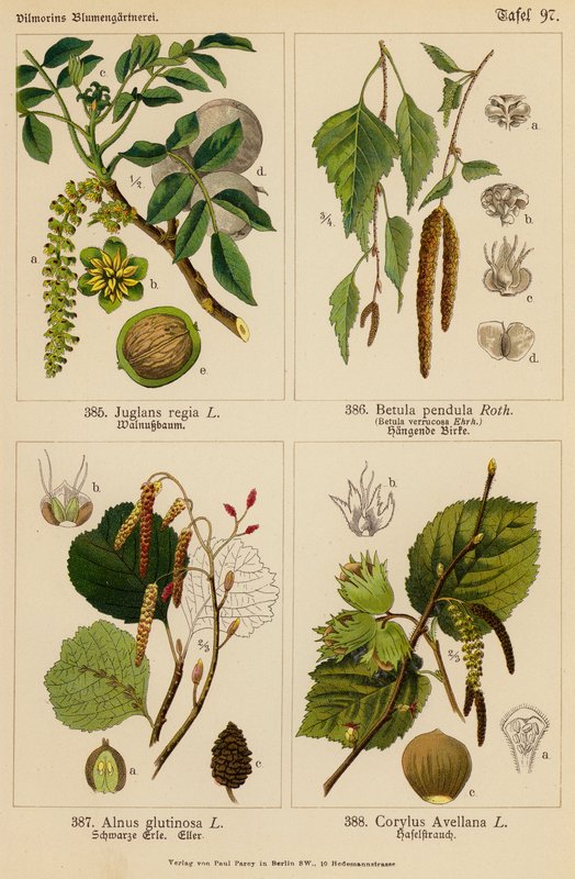 Juglans Regia, Betula Pendula, Alnus Glutinosa, Corylus Avellana da (after) German School