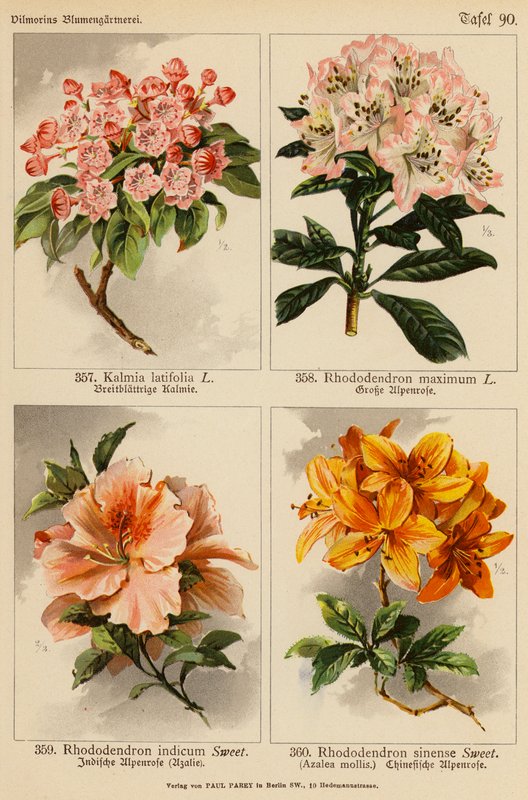 Kalmia Latifolia, Rhododendron Maximum, Rhododendron Indicum, Rhododendron Sinense da (after) German School