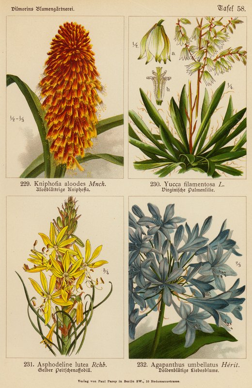 Kniphofia Aloodes, Yucca Filamentosa, Asphodeline Lutea, Agapanthus Umbellatus da (after) German School