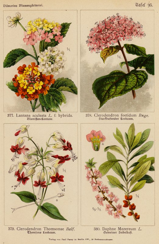 Lantana Aculeata, Clerodendron Foetidum, Clerodendron Thomsonae, Daphne Mezereum da (after) German School