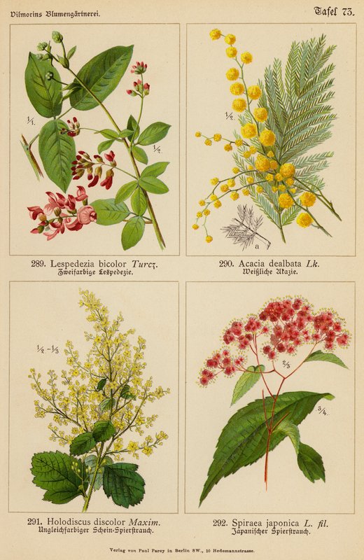 Lespedezia Bicolor, Acacia Dealbata, Holodiscus Discolor, Spiraea Japonica da (after) German School