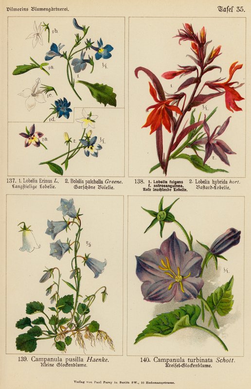 Lobelia Erinus, Bolelia Pulchella, Lobelia Fulgens, Lobelia Hybrida, Campanula Pusilla, Campanula Turbinata da (after) German School