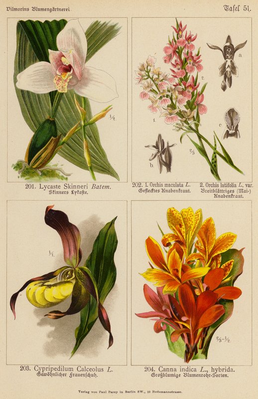 Lycaste Skinneri, Orchis Maculata, Orchis Latifolia, Cypripedilum Calceolus, Canna Indica da (after) German School