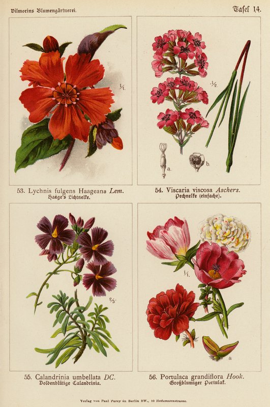Lychnis Fulgens Haageana, Viscaria Viscosa, Calandrinia Umbellata, Portulaca Grandiflora da (after) German School