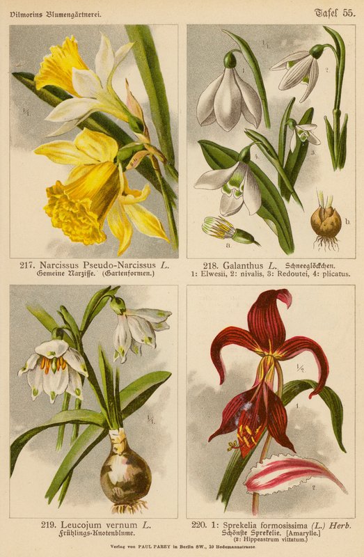 Narcissus Pseudo-Narcissus, Galanthus, Leucojum Vernum, Sprekelia Formosissima da (after) German School