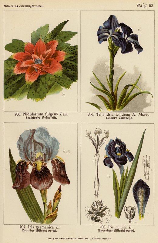 Nidularium Fulgens, Tillandsia Lindenii, Iris Germanica, Iris Pumila da (after) German School