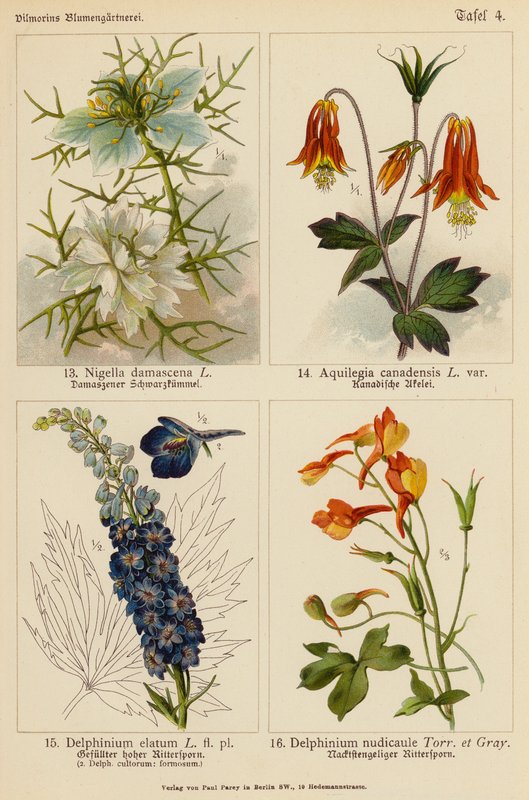 Nigella Damascena, Aquilegia Canadensis, Delphinium Elatum, Delphinium Nudicaule (litografia a colori) da (after) German School