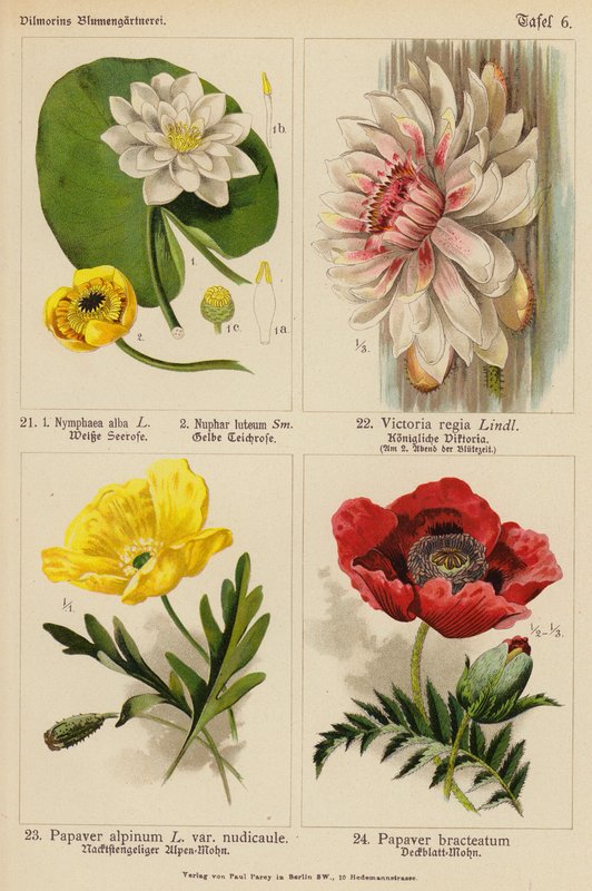 Nymphaea Alba, Nuphar Luteum, Victoria Regia, Papaver Alpinum, Papaver Bracteatum da (after) German School