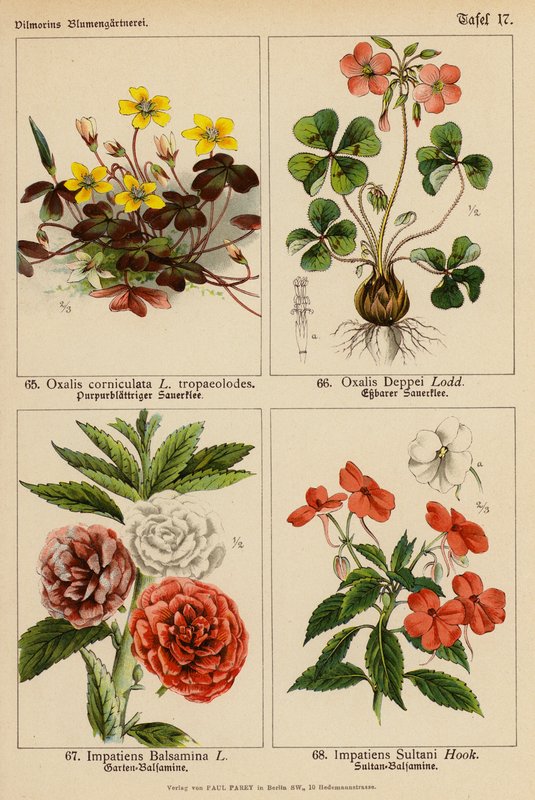 Oxalis Corniculata, Oxalis Deppei, Impatiens Balsamina, Impatiens Sultani da (after) German School