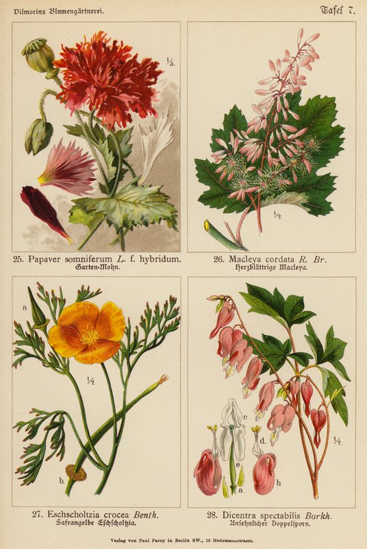 Papavero Somniferum, Macleya Cordata, Eschscholtzia Crocea, Dicentra Spectabilis da (after) German School