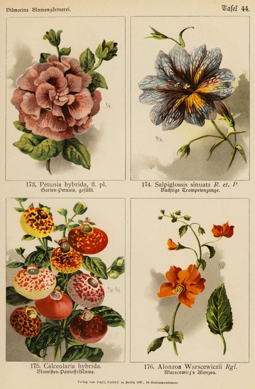 Petunia Hybrida, Salpiglossis Sinuata, Calceolaria Hybrida, Alonzoa Warscewiczii da (after) German School