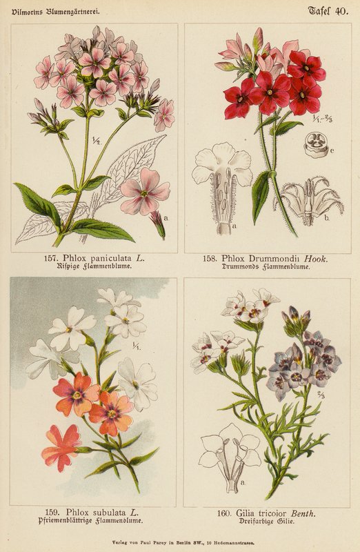 Phlox Paniculata, Phlox Drummondii, Phlox Subulata, Gilia Tricolor da (after) German School