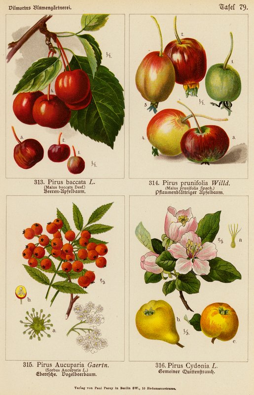 Pirus Baccata, Pirus Prunifolia, Pirus Aucuparia, Pirus Cydonia da (after) German School